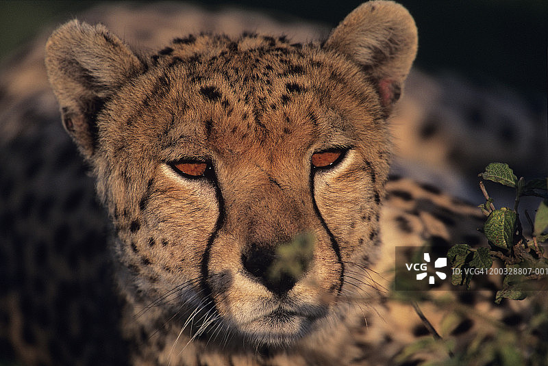 猎豹（金钱豹），肯尼亚马赛马拉国家保护区图片素材