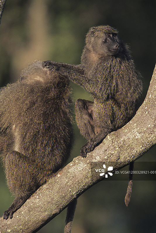两只阿拉伯狒狒在肯尼亚的树枝上休息图片素材