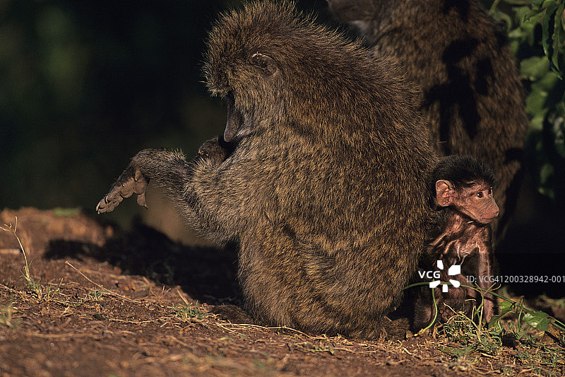 两只 resting 的阿努比斯狒狒和幼崽，肯尼亚图片素材