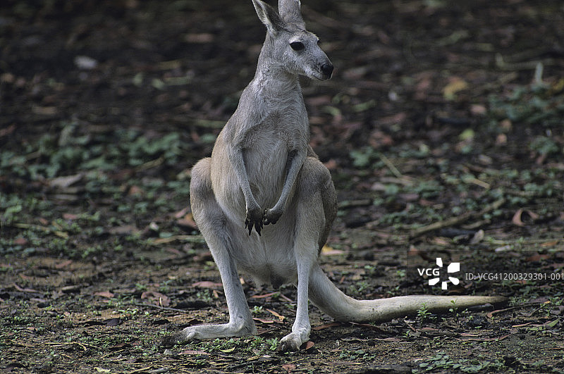 澳洲羚大袋鼠（Macropus antilopinus）用后腿站立，观看，澳大利亚图片素材