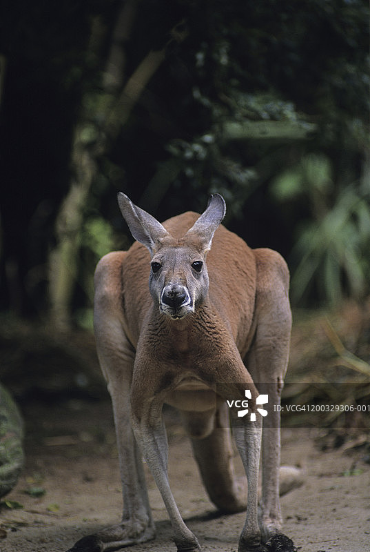 澳大利亚红袋鼠图片素材