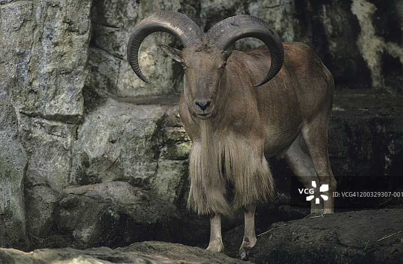 北非岩石旁的非洲 Barbary 羊图片素材