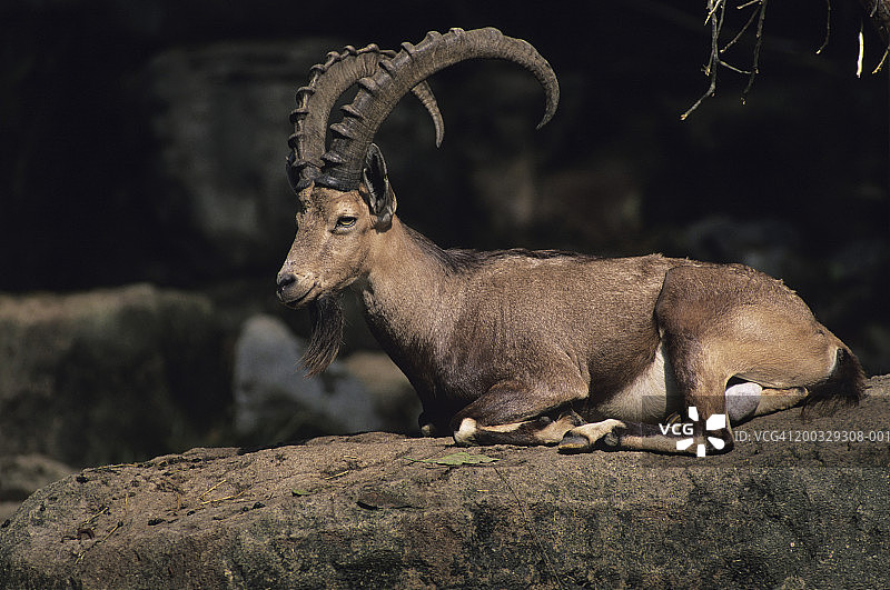 躺在岩石上的巴巴里绵羊(Ammotragus lervia)，北非图片素材