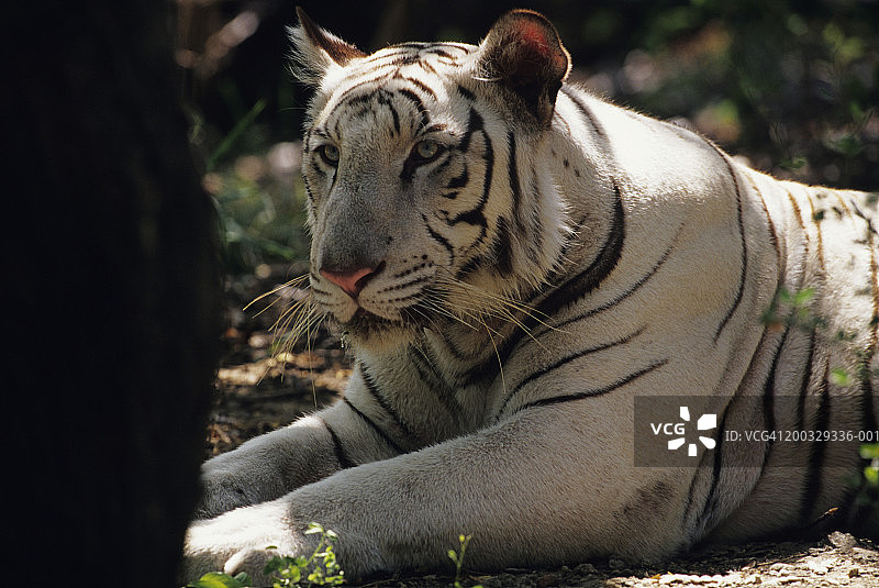 卧于地面的白虎（孟加拉虎变种），近距离观察，印度图片素材