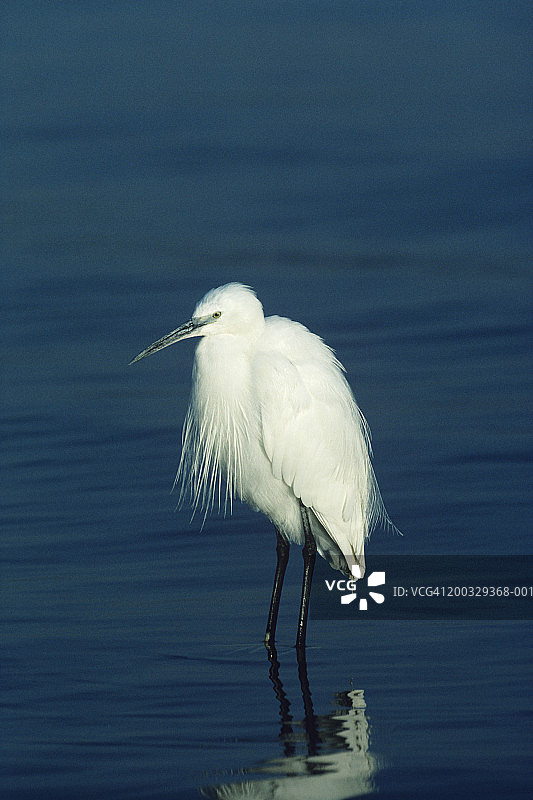 在肯尼亚奈瓦沙湖浅水中站立的小白鹭图片素材