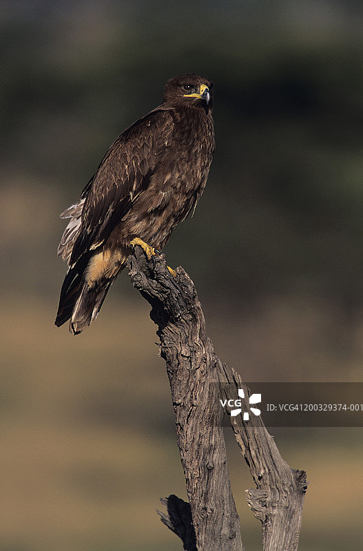 肯尼亚马赛马拉国家保护区，坐在树干上的黄褐色老鹰图片素材
