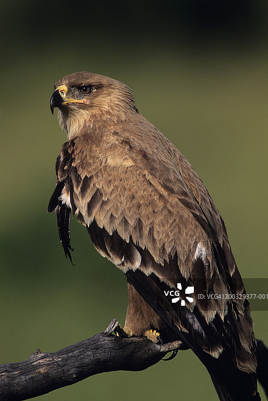 草原雕栖息在树枝上，肯尼亚马赛马拉国家保护区图片素材