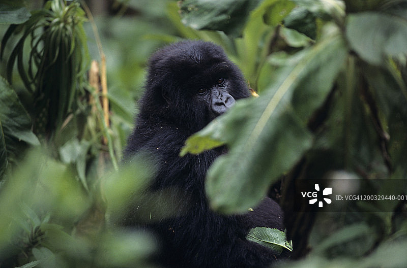 卢旺达火山国家公园中的山地大猩猩图片素材