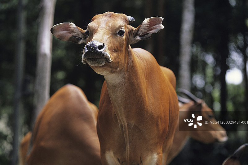 亚洲森林中吃草的三只爪哇野牛图片素材