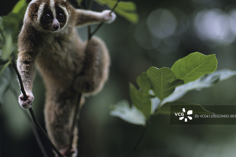 懒猴站在树枝上，印度，特写图片素材