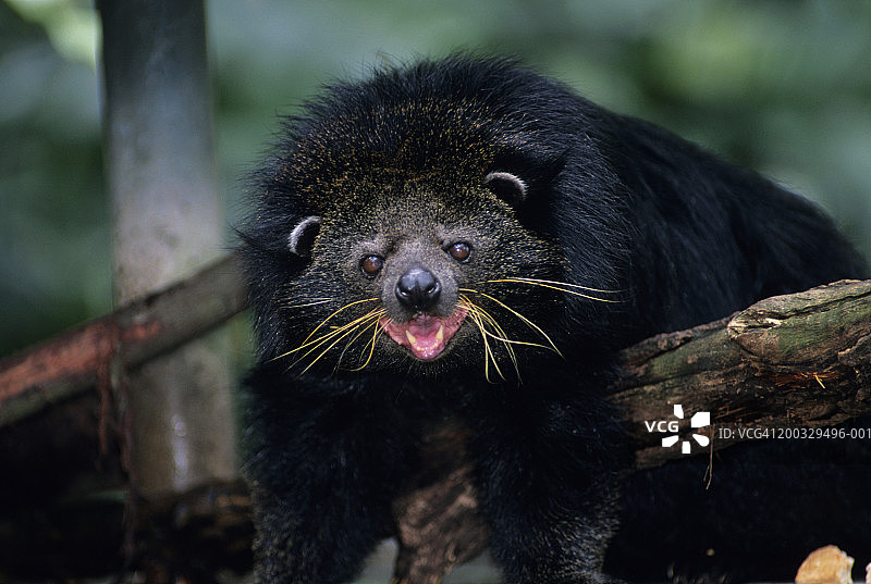 熊狸（Arcticus binturong）躺在树枝上，露出牙齿，亚洲图片素材