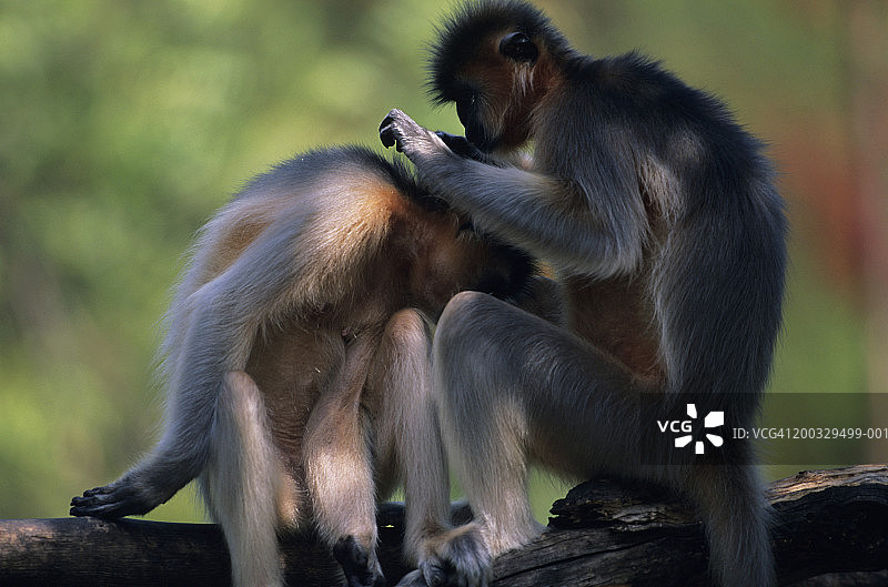 印度金叶猴梳理毛发特写图片素材