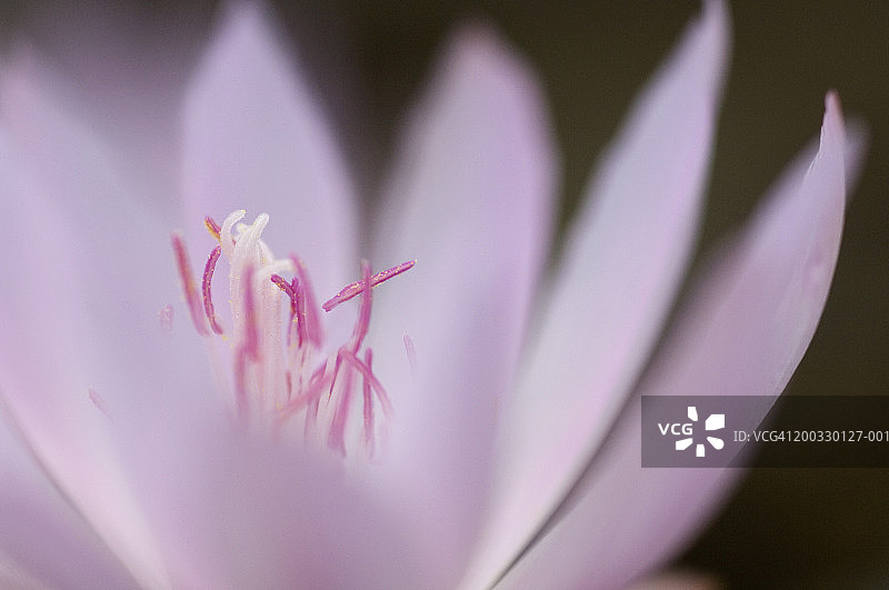 苦根花特写图片素材