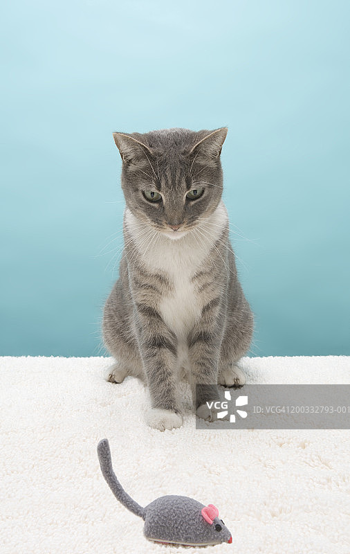 猫看着地毯上的玩具老鼠图片素材