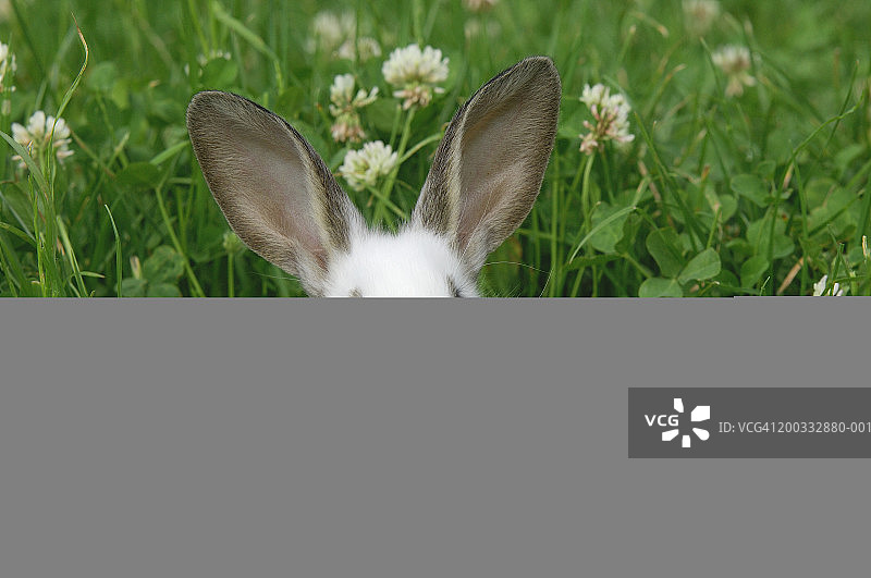草地上的兔子（Oryctolagus cuniculus）图片素材