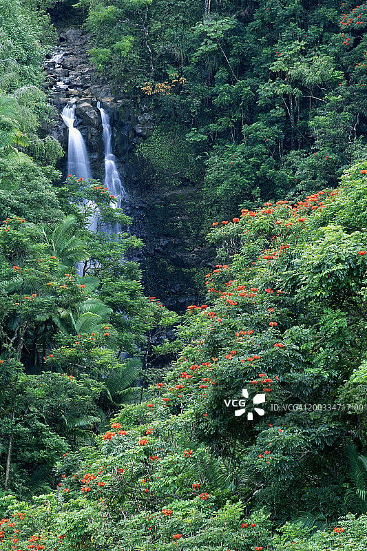 美国夏威夷大岛希洛附近：盛开的奥希亚树和瀑布图片素材