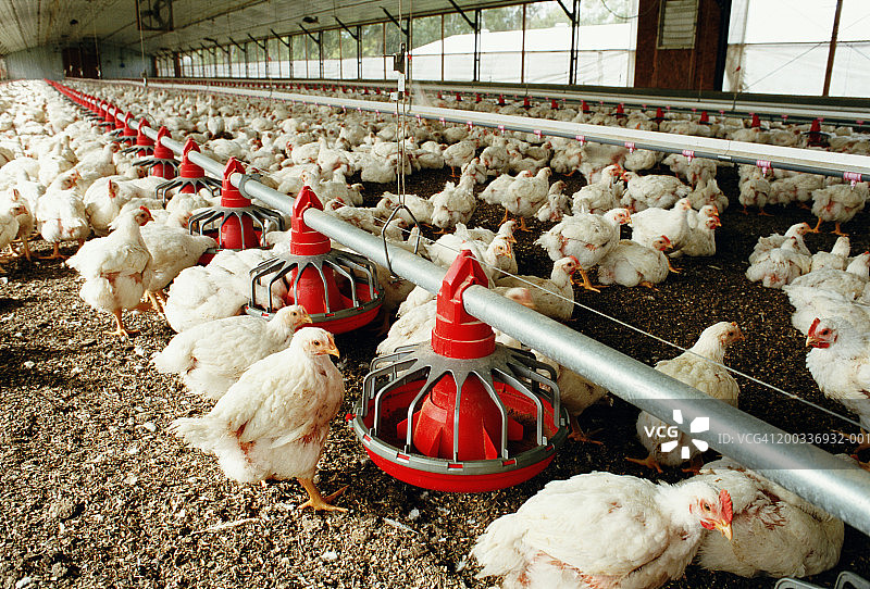 围栏里的鸡图片素材