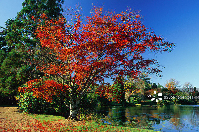 英国东萨塞克斯谢菲尔德公园的日本红枫图片素材