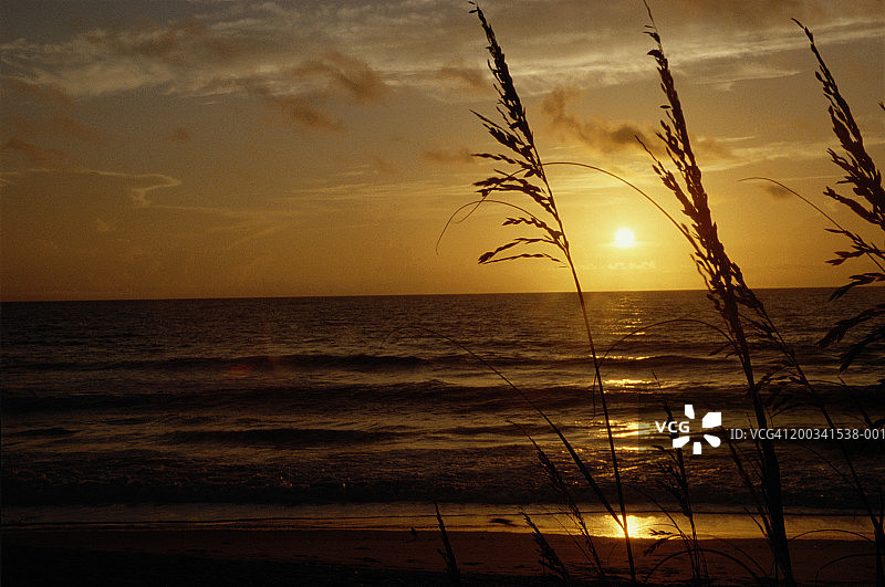 海燕麦（Uniola paniculata），日出图片素材