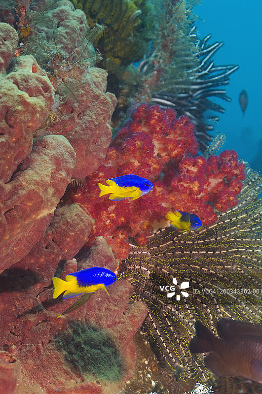 带海绵的黄金腹雀鲷图片素材