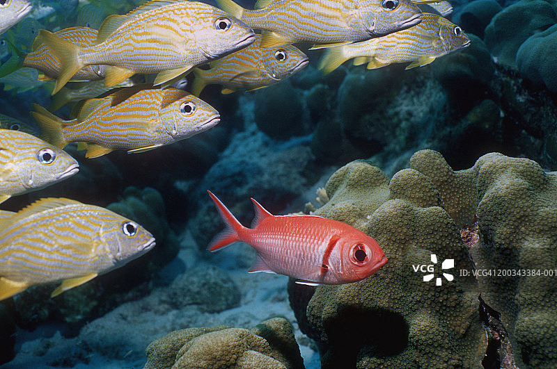 珊瑚上的黑条海葵鱼和法国猪鱼图片素材