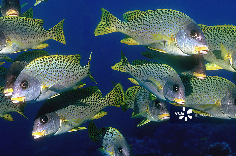 黑斑石鲈图片素材