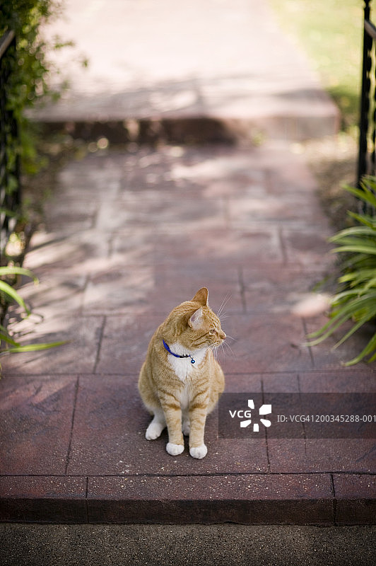 通往家的小路上的猫，高角度视角图片素材