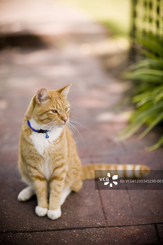 归途小路上的猫图片素材