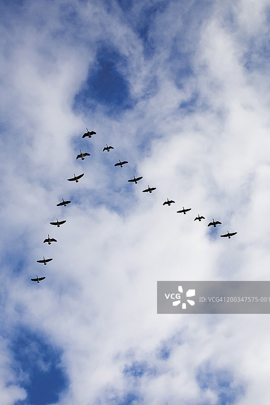 V字形编队飞翔的雁群图片素材