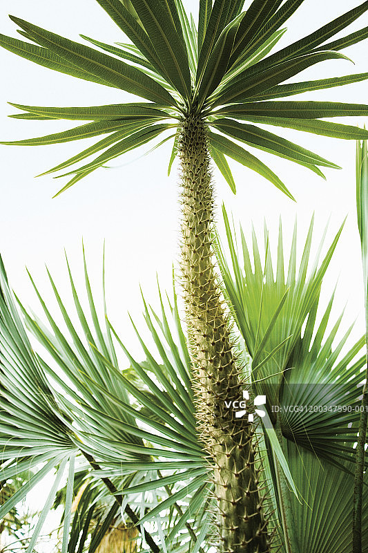 马达加斯加棕榈树（棒槌树）图片素材