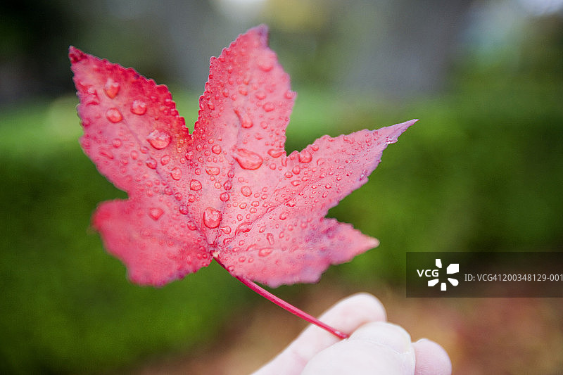 人拿着带有雨滴的红枫叶（Acer sp.），特写图片素材