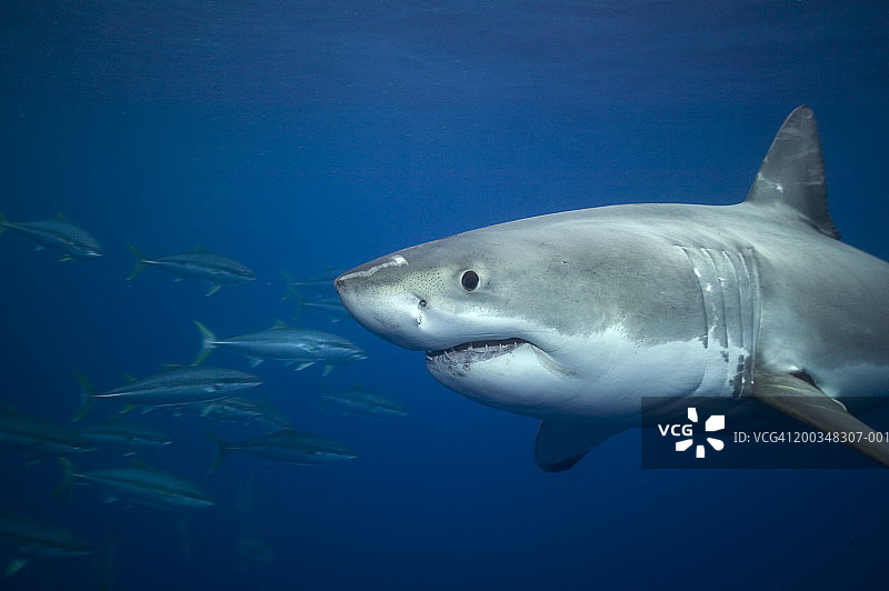 大白鲨游过彩虹鱼群（广角）图片素材