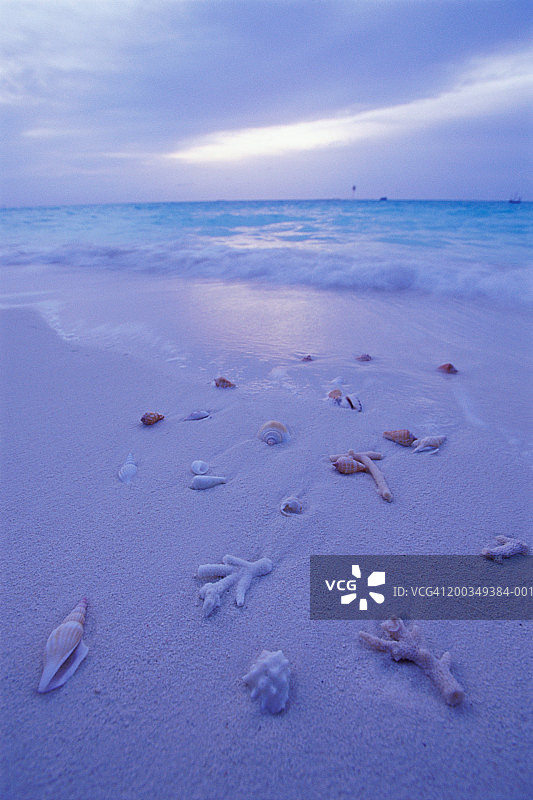 海滩上的贝壳和浮木，黄昏图片素材