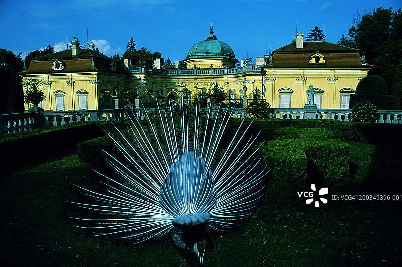 捷克共和国摩拉维亚布赫洛维采城堡内的孔雀图片素材