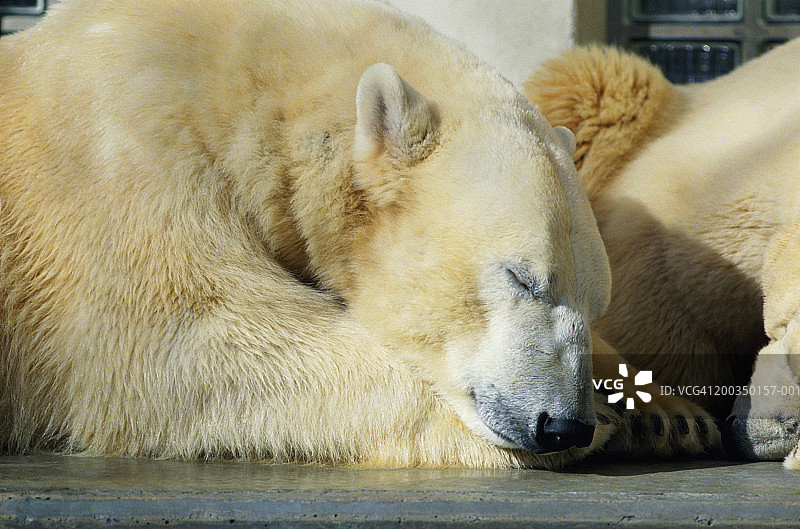 enclosure 中熟睡的北极熊图片素材