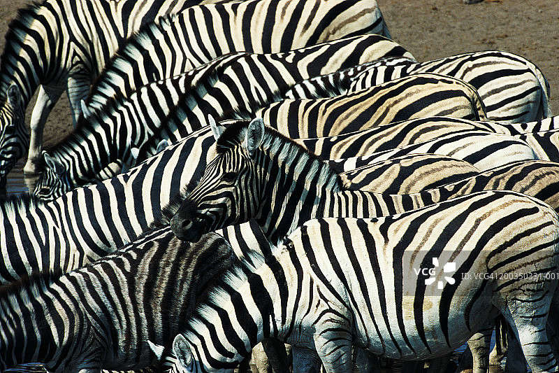 斑马群图片素材