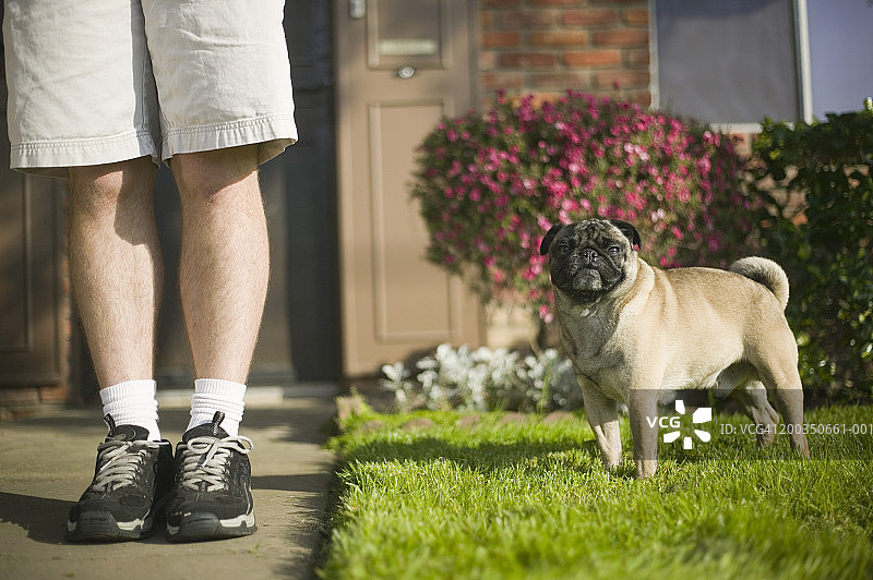 年轻男子和小巴哥犬站在房子前图片素材