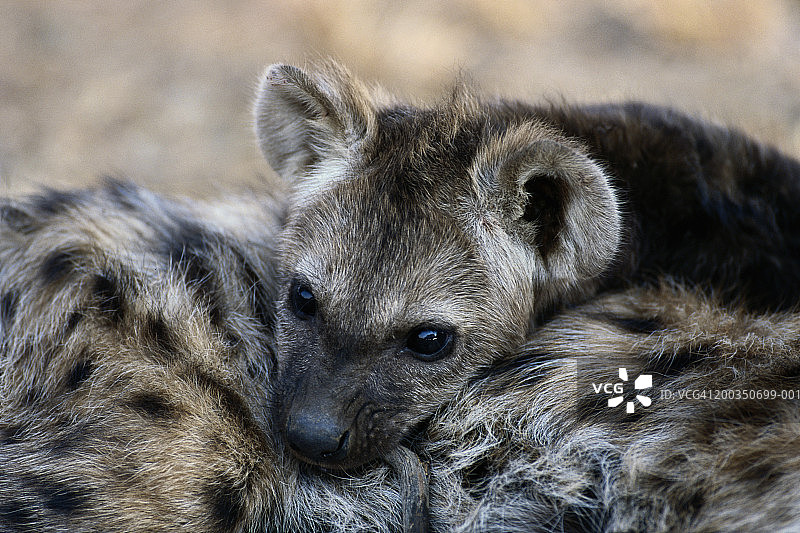 斑点鬣狗幼崽图片素材