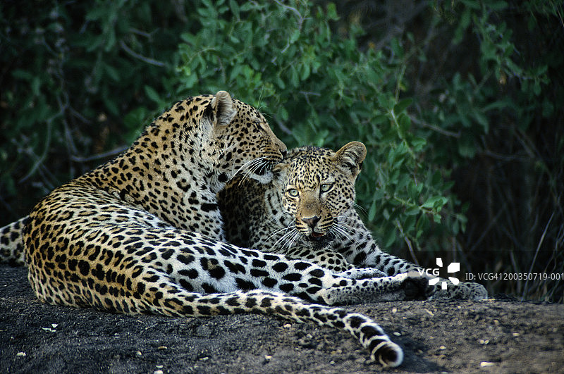 豹子（非洲豹）母子图片素材