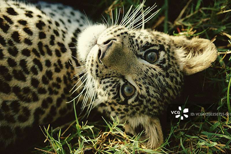 豹崽的特写图片素材
