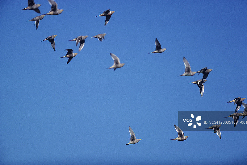 非洲飞行中的纳马夸沙鸡群图片素材