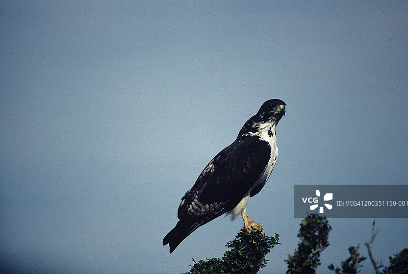 非洲树顶上的非洲鵟图片素材