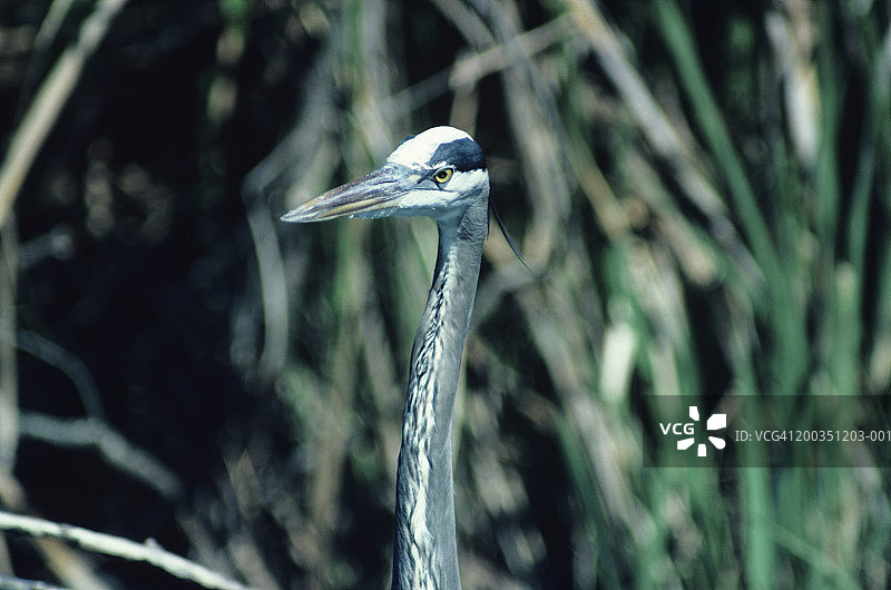 北美苍鹭（特写）图片素材