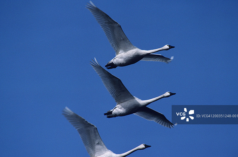 飞翔中的啸天鹅图片素材