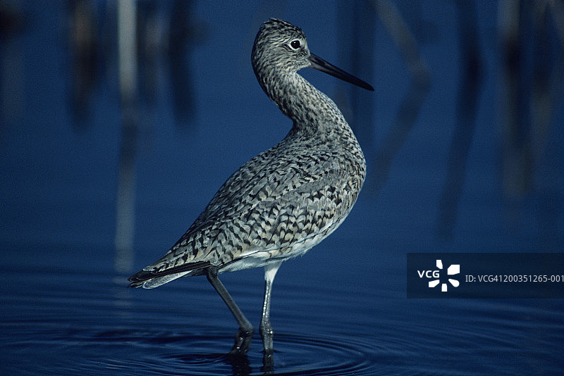 站在水中的北美维利鸟图片素材