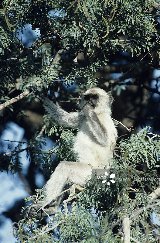 亚洲树上的普通叶猴，哈奴曼猴图片素材