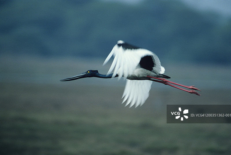 非洲飞行中的黑颈鹳图片素材