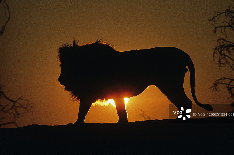 夕阳下的非洲狮（Panthera leo）图片素材