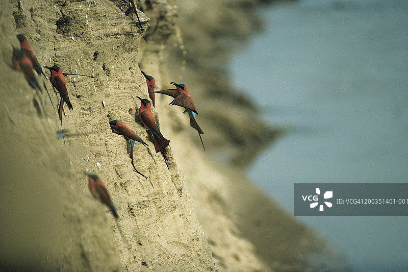 飞向非洲悬崖巢穴的朱红食蜂鸟图片素材