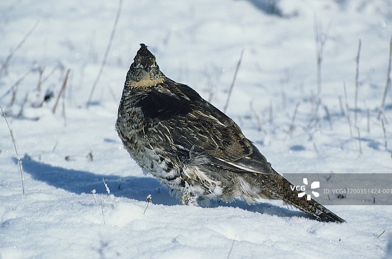 雪地上的棕色松鸡，北美洲陆地猎鸟图片素材